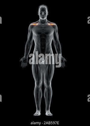 3D-gerenderte Muskel Abbildung des supraspinatus Stockfoto