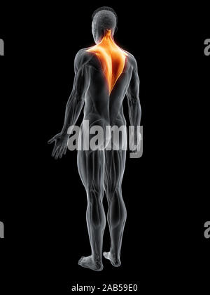 3D-gerenderte Muskel Abbildung des Trapezius Stockfoto