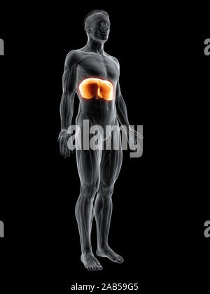 3D-gerenderte Muskel Abbildung der Membran Stockfoto