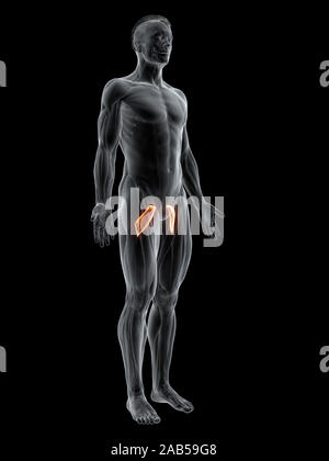 3D-gerenderte Muskel Abbildung des pectineus Stockfoto