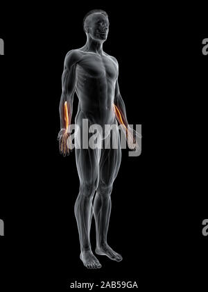 3D-gerenderte Muskel Abbildung der flexor digitorum Profundus Stockfoto