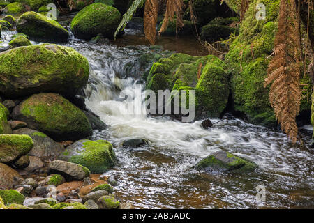 Cascade in der St. Columba Falls State Reserve, Tasmanien, Australien. Stockfoto