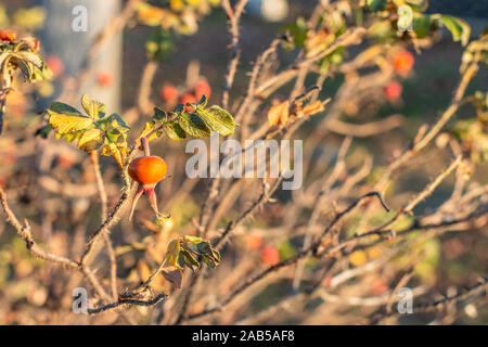 Russland, Kostroma, November 23, 2019: Ein helles orange Rose hip auf einem Strauch mit ein paar Blätter auf einem sonnigen Herbsttag links Stockfoto