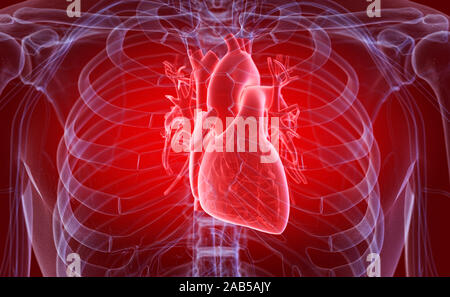3D-gerenderte medizinisch genauen Abbildung des menschlichen Herzens Stockfoto