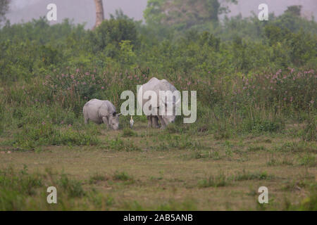 Mutter und Baby Rhino Beweidung in Kaziranga Grünland (Assam, Indien) Stockfoto