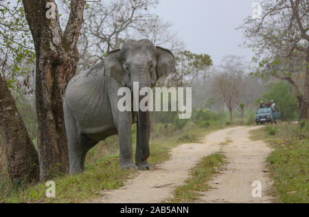 Ein Elefant Überqueren der Straße, während eine Gruppe von Touristen aus dem Safari Fahrzeug im Kaziranga National Park (Indien) Stockfoto