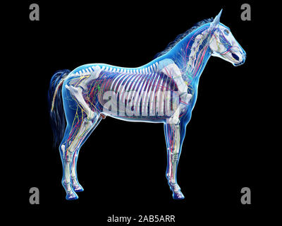 Gerenderten 3D-Anatomie des Pferdes Anatomie Stockfoto