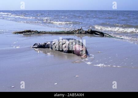 Dichtung, Dichtung (Phoca vitulina), toten Dichtung am Strand Stockfoto