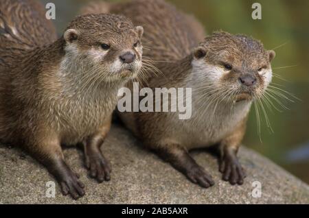 Zwerg Otter (Aonyx cinerea), kurz - kratzte Otter Stockfoto