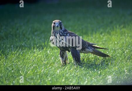 Saker Falcon (Falco cherrug), Saker, größere Hawk Stockfoto