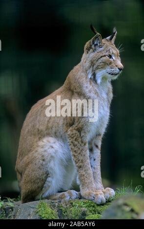 Europäischer Luchs, der eurasische Luchs (Lynx lynx) Stockfoto