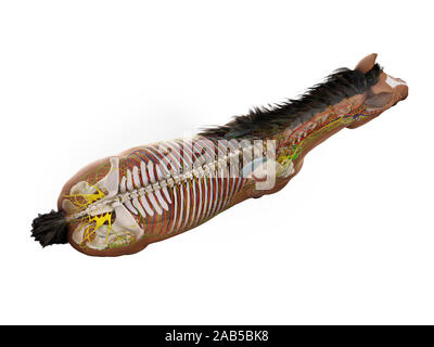 Gerenderten 3D-Anatomie des Pferdes Anatomie Stockfoto