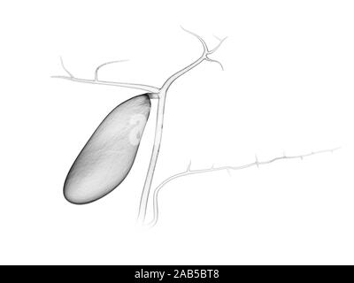 3D-gerenderte medizinisch exakte Darstellung der Gallenblase Stockfoto