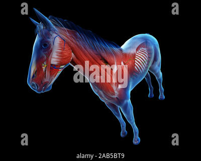 Gerenderten 3D-Anatomie des Pferdes Anatomie Stockfoto