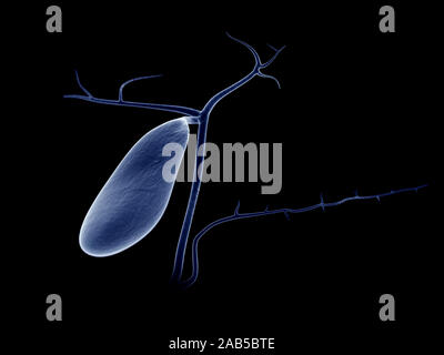 3D-gerenderte medizinisch exakte Darstellung der Gallenblase Stockfoto