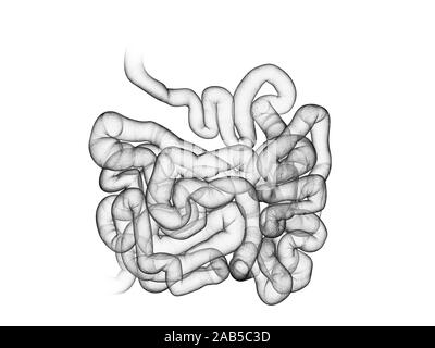 3D-gerenderte medizinisch genauen Abbildung des Dünndarms Stockfoto