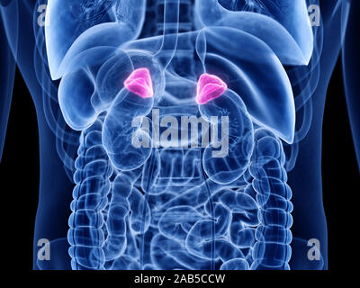 3D-gerenderte Medizinisch genaue Abbildung der Nebenniere Stockfoto