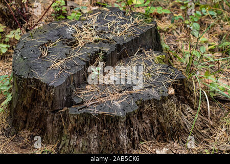 Dunkle beschädigt alter Baumstumpf Stockfoto