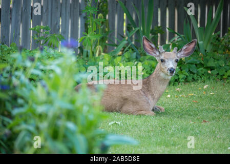 Hirsch Buck im Hinterhof eines Hauses in Joseph, Oregon. Stockfoto