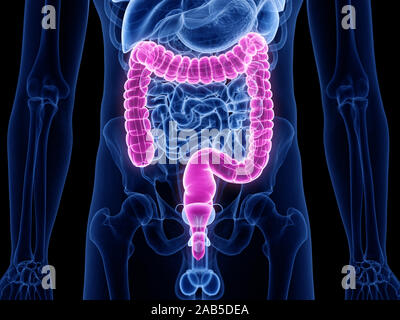 3D-gerenderte medizinisch exakte Darstellung des Dickdarms Stockfoto