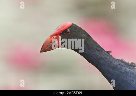 Lila haben (Porphyrio porphyrio Melanopterus) Nahaufnahme von adulten Kopf Port Moresby, Papua Neuguinea, Juli Stockfoto