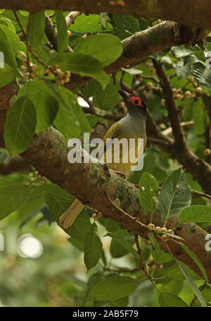 Australische Figbird (Sphecotheres vieilloti salvadorii) männlichen Erwachsenen in fruchtkörper Tree Port Moresby, Papua Neu Guinea Juli gehockt Stockfoto