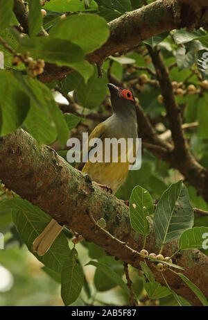 Australische Figbird (Sphecotheres vieilloti salvadorii) männlichen Erwachsenen in fruchtkörper Tree Port Moresby, Papua Neu Guinea Juli gehockt Stockfoto