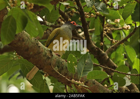 Australische Figbird (Sphecotheres vieilloti salvadorii) männlichen Erwachsenen in fruchtkörper Tree Port Moresby, Papua Neu Guinea Juli gehockt Stockfoto