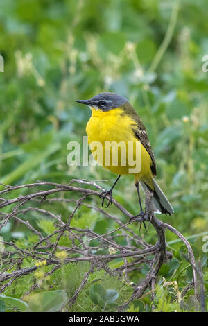 Schafstelze (Motacilla Flava) Männchen Stockfoto