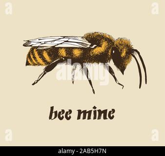 Mein werden Valentine Karte, Honig biene Farbe Vector Illustration in Gravur Stil auf beigem Hintergrund isoliert Stock Vektor
