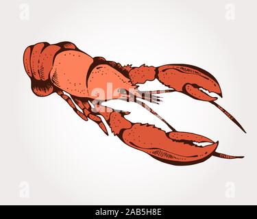 Hummer Hand gezeichnet Vektor-illustration, Meeresfrüchte Farbe auf hellen Hintergrund isoliert Stock Vektor