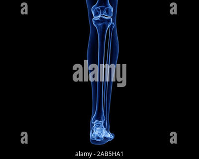 3D-gerenderte Medizinisch genaue Abbildung der unteren Beinknochen Stockfoto