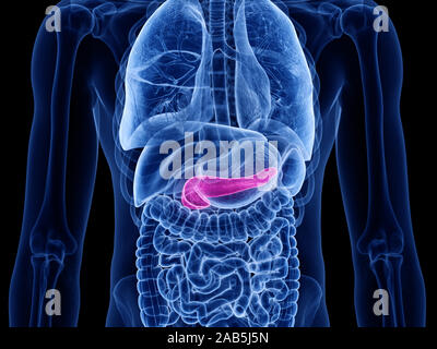 3D-gerenderte Medizinisch genaue Abbildung der Bauchspeicheldrüse Stockfoto