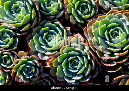 Rose von Stein, Echeveria Imbricata, Santo Antônio do Pinhal, São Paulo, Brasilien Stockfoto