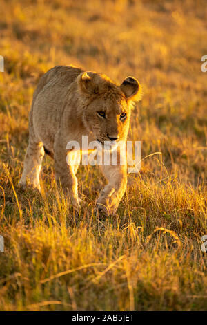 Lion Cub (Panthera leo) Wandern in der Masai Mara in Kenia Stockfoto