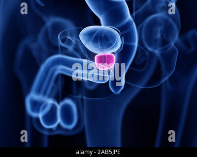 3D-gerenderte Medizinisch genaue Abbildung der Prostata Stockfoto