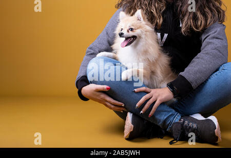 Pomeranian Rasse Hund auf eine Person auf dem Boden sitzend Stockfoto