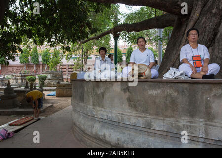 Ein tibetischer Mönch führt Niederwerfungen neben einem Thai meditation Group auf der Nordseite der Mahabodhi Gebet komplex in Bodhgaya, Bihar, Indien. Stockfoto