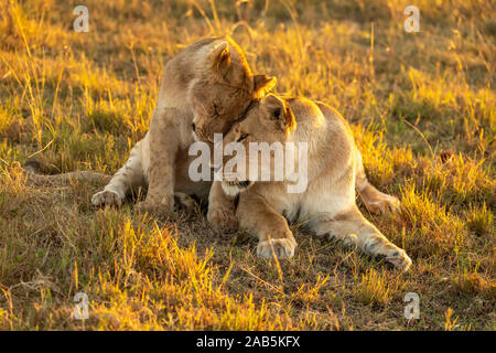 Löwin und Cub (Panthera leo) spielen und kuscheln in der Masai Mara in Kenia Stockfoto