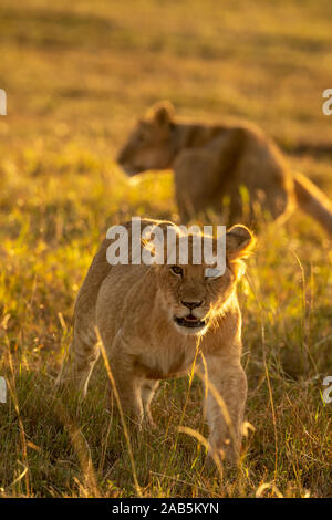 Der Löwinnen (Panthera leo) spielen, Tänzelt, tüssling und läuft in der Masai Mara in Kenia Stockfoto