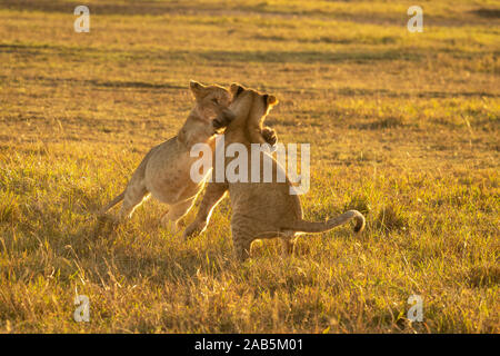 Der Löwinnen (Panthera leo) spielen, Tänzelt, tüssling und läuft in der Masai Mara in Kenia Stockfoto