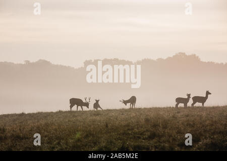 Rehe und Hirsche im Herbst im Richmond Park Stockfoto