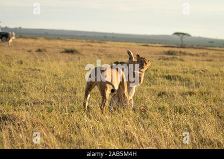 Der Löwinnen (Panthera leo) spielen, Tänzelt, tüssling und läuft in der Masai Mara in Kenia Stockfoto