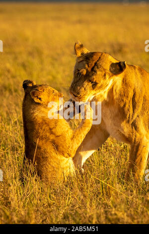 Löwin und Cub (Panthera leo) spielen, Tänzelt, tüssling und läuft in der Masai Mara in Kenia Stockfoto