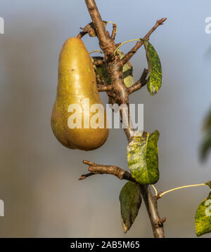 Eine einzelne Konferenz Birne auf einen Birnbaum. Stockfoto