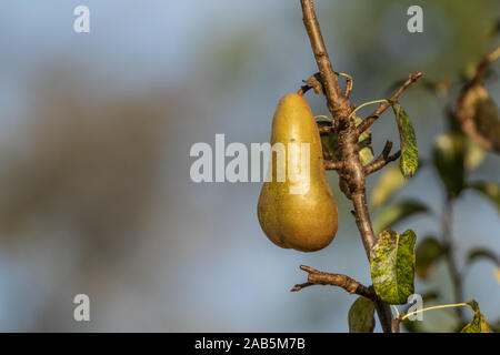 Eine einzelne Konferenz Birne auf einen Birnbaum. Stockfoto