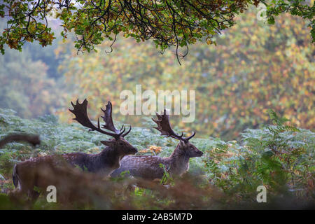 Zwei Hirsche im Herbst Furche im Richmond Park Stockfoto