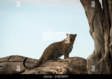 African Leopard (Panthera pardus) im Baum in der Masai Mara in Kenia, Stockfoto