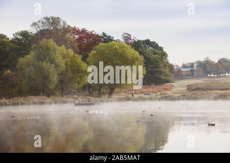 Bunte (Bunte) herbstliche Bäume in Richmond Deer Park, London Stockfoto