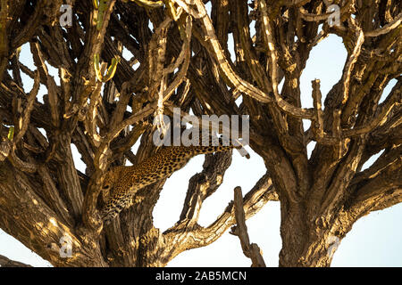 African Leopard (Panthera pardus) im Baum in der Masai Mara in Kenia, Stockfoto